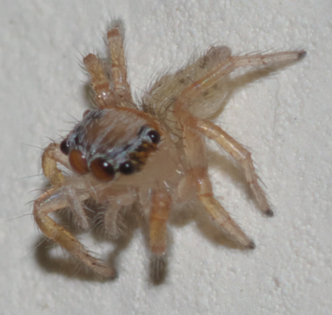 Giovane Salticidae